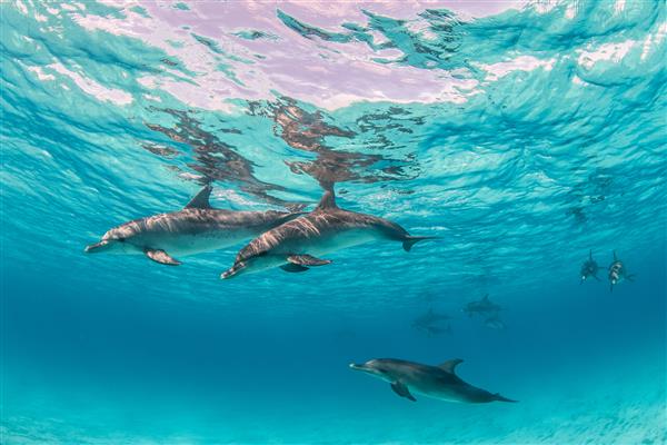 عکسی زیبا از دلفین های بامزه که در زیر آب در بیمینی باهاما آویزان هستند