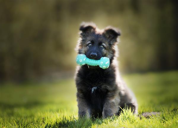 عکس فوکوس انتخابی از یک توله سگ آلمانی شپرد شایان ستایش با یک اسباب بازی جویدنی