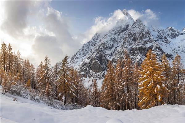 منظره ای مسحورکننده از درختان با کوه های پوشیده از برف در پس زمینه