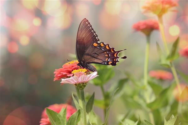 تصویر ماکرو مسحورکننده یک پروانه کوچک مشکی ساتیریوم روی یک گل صورتی