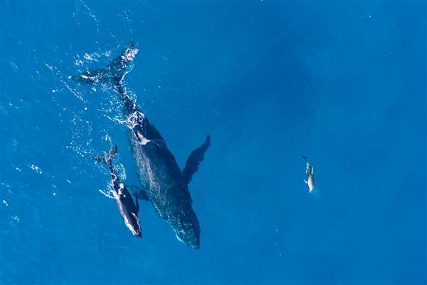 عکس نهنگ‌های گوژپشت از بالا با پهپاد در سواحل کاپالوا هاوایی