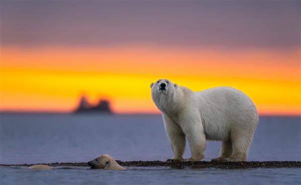 عکس فوکوس انتخابی از یک خرس قطبی در غروب آفتاب