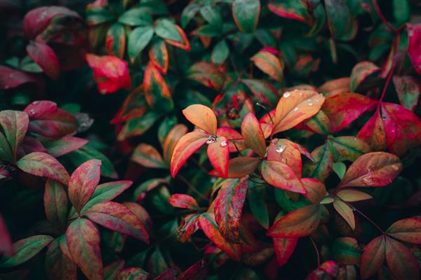 عکس نزدیک از برگ های رنگارنگ پاییزی در باغ