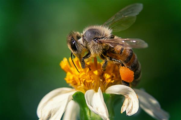 عکس نزدیک از زنبور عسل روی گل بابونه