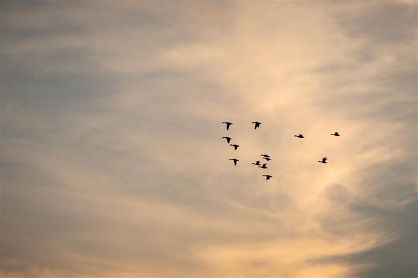 نمایی از دسته ای از پرندگان که در هنگام غروب خورشید به آسمان زیبا پرواز می کنند