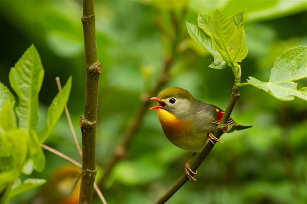 عکس فوکوس انتخابی از پرنده لیوتریکس با منقار قرمز بامزه آوازی که روی درخت نشسته است