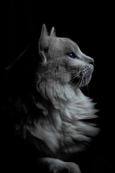 عکس عمودی از یک گربه خاکستری با چشمان آبی در تاریکی