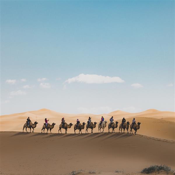 عکس عمودی از افرادی که شتر سواری روی تپه شنی در بیابان دارند