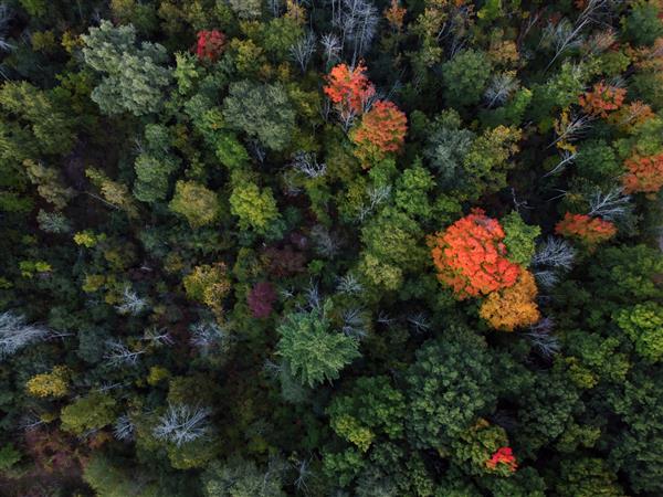 عکس هوایی از جنگل رنگارنگ پاییزی