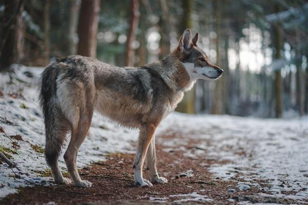 سگ در جنگل زمستان