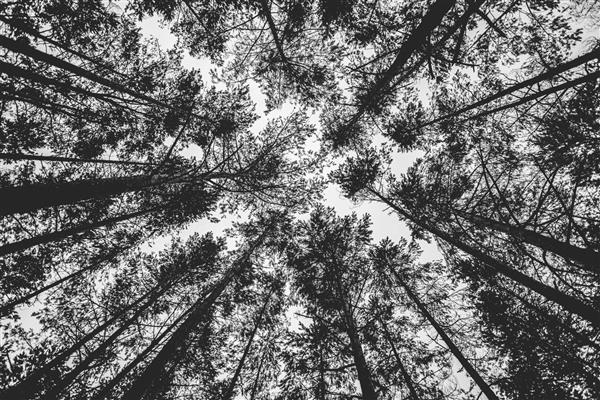 عکس با زاویه کم در مقیاس خاکستری از درختان بلند