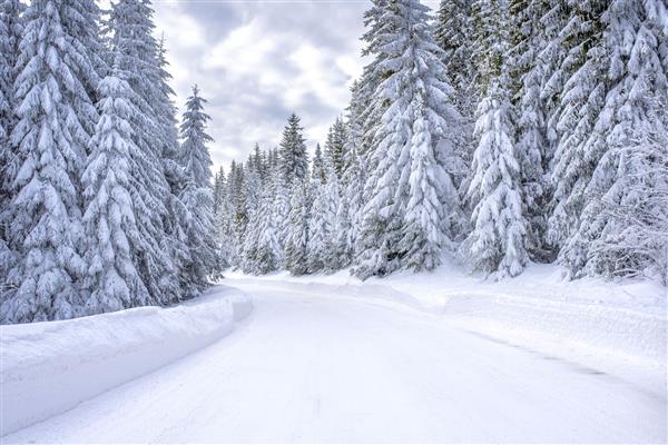 جاده ای در پیست اسکی کوهستانی که توسط درختان صنوبر احاطه شده است