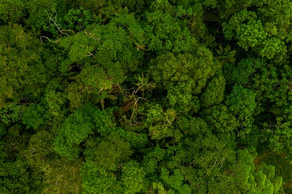 نمای هوایی از درختان سرزنده سبز در جنگل