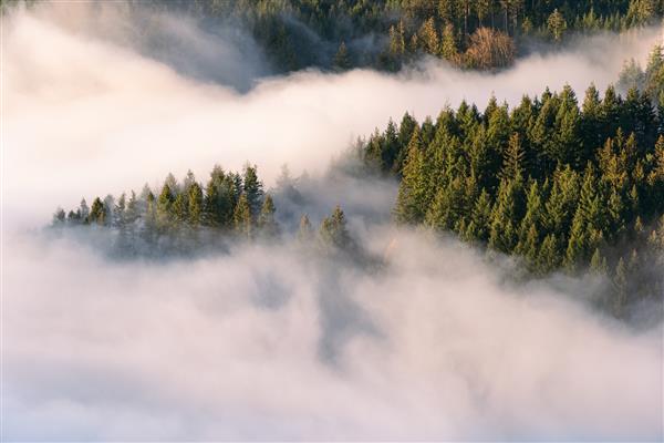 مه زمینی در دره جنگل سیاه هنگام غروب آفتاب