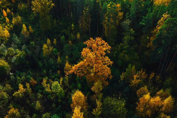 عکس هوایی از جنگل زیبای پاییزی