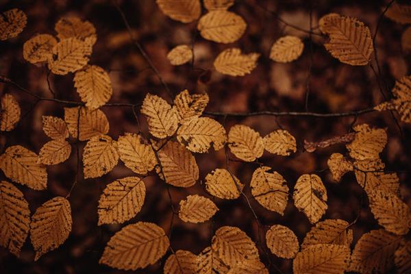 عکس نزدیک از برگ های رنگارنگ پاییزی روی شاخه ها
