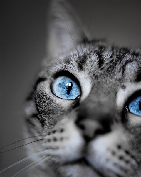 عکس فوکوس کم عمق از یک گربه مو کوتاه خانگی با چشم آبی