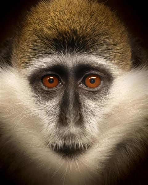 عکس عمودی از یک میمون مخملی با چشمان نارنجی
