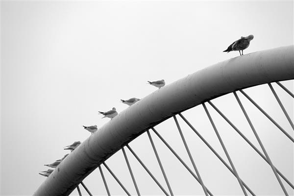 عکس در مقیاس خاکستری از پرندگان نشسته روی لوله