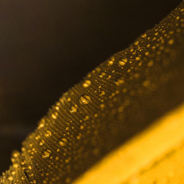 قطرات آب روی پر طلایی تار در پس زمینه سیاه