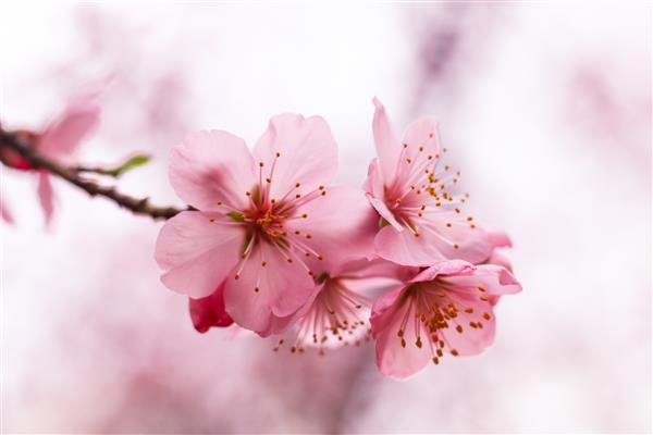 شکوفه های گیلاس زیبا