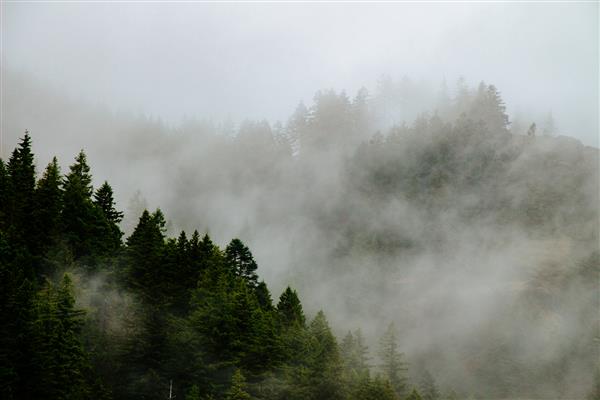 کوه های زیبای جنگلی در مه