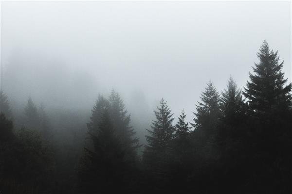 تصویری زیبا از مه پوشاندن درختان کاج