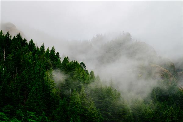 عکس هوایی زیبا از جنگلی که در مه و مه خزنده احاطه شده است