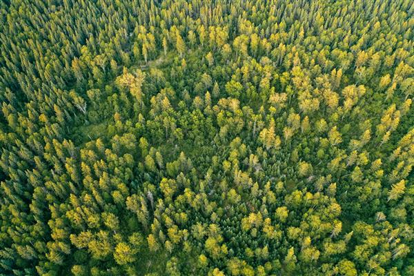 عکس پهپاد هوایی از یک جنگل زیبا و انبوه در طول روز آفتابی