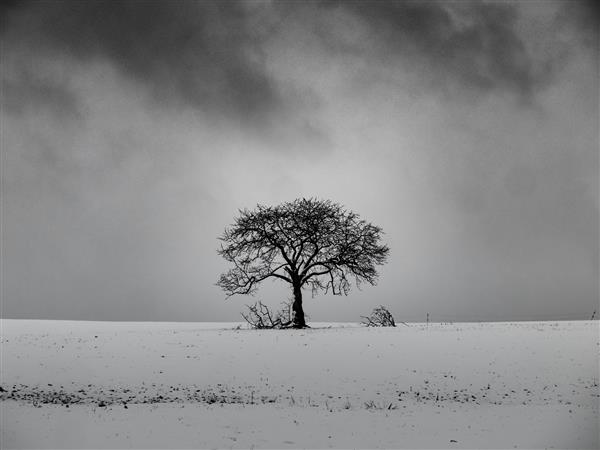 درخت بی برگ روی تپه ای برفی با آسمانی ابری در پس زمینه سیاه و سفید