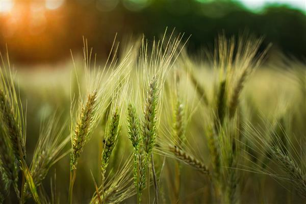 عکس فوکوس انتخابی از مقداری گندم در مزرعه
