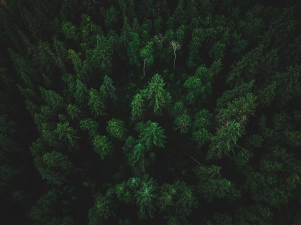 عکس با زاویه بالا از یک جنگل استوایی زیبا با درختان بلند عجیب و غریب