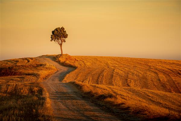 تصویری زیبا از مسیری در تپه ها و درختی منزوی در زیر آسمان زرد
