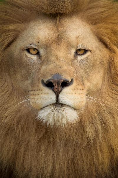 عکس عمودی از یک شیر باشکوه