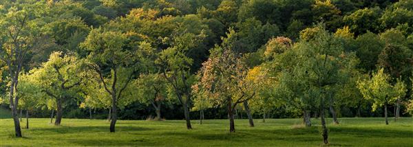 عکس وسیعی از زمینی پوشیده از چمن و پر از درختان زیبا که در روز گرفته شده است