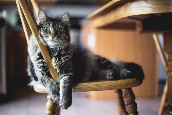 عکس نزدیک فوکوس انتخابی از یک گربه ی پشمالوی خاکستری که روی صندلی چوبی نشسته است