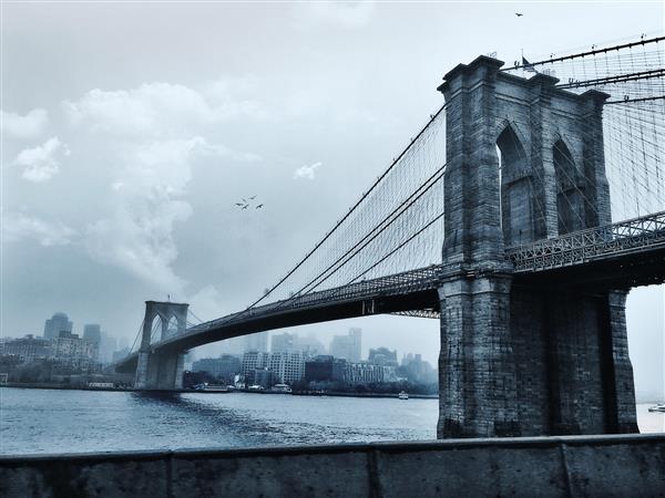 پرواز پرندگان بر فراز پل بروکلین در شهر نیویورک ایالات متحده آمریکا