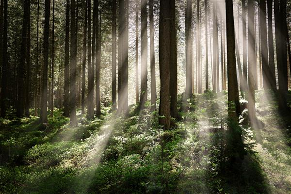 تصویری زیبا از جنگلی با درختان بلند و پرتوهای درخشان خورشید