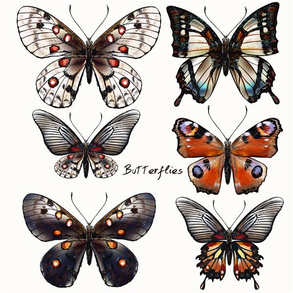مجموعه پروانه های زیبا