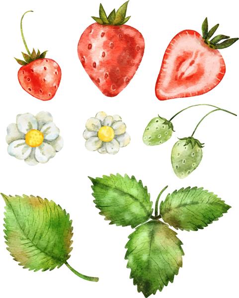 تصویر آبرنگ کلیپارت توت فرنگی توت فرنگی قرمز رسیده آبدار و برگ های سبز جدا شده روی سفید