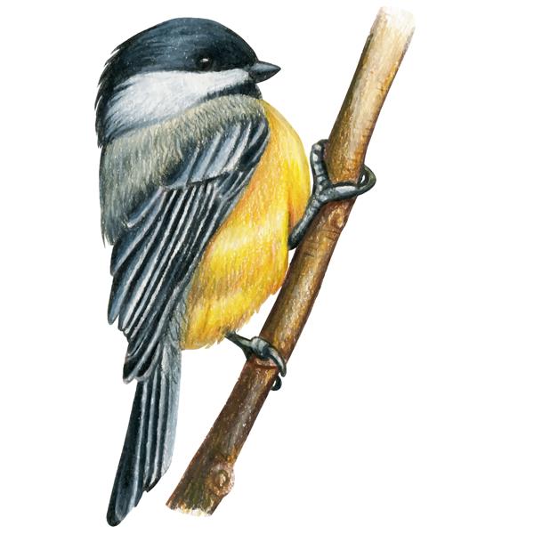 پرنده با مداد آبرنگی که با دست کشیده شده است
