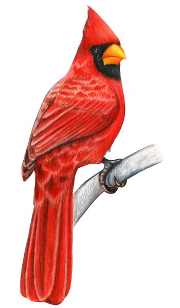 مداد رنگی با آبرنگ پرنده کاردینال قرمز