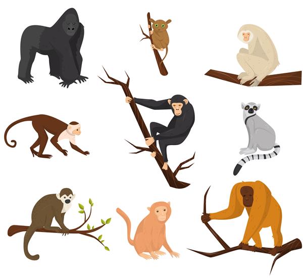 مجموعه تخت از 9 گونه میمون حیوانات وحشی