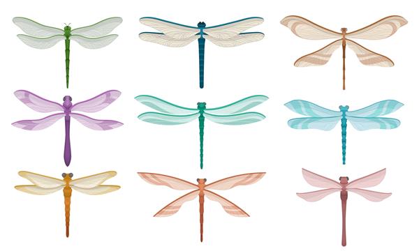 مجموعه ای از سنجاقک های زیبا حشرات کوچک پرنده با بالهای شکننده