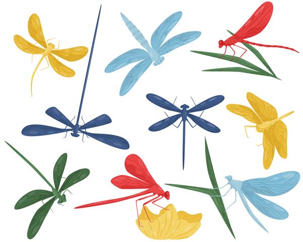 مجموعه ای از سنجاقک های رنگارنگ موجودات سریع پرواز کوچک با بدن دراز و دو جفت بال حشره شکارچی