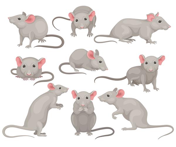 مجموعه ای از ماوس در حالت های مختلف جونده کوچک با کت خاکستری گوش های صورتی بزرگ و دم بلند موش های خانگی ناز