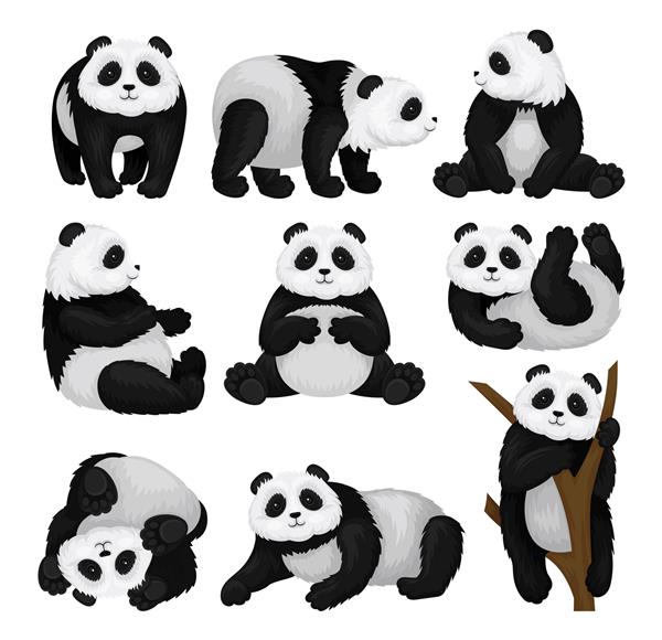 مجموعه ای از پانداهای خنده دار در حالت های مختلف خرس بامبو با خز سیاه و سفید کرکی و پوزه زیبا حیوان گرمسیری عناصر گرافیکی برای کارت پستال یا کتاب کودکان تصاویر مسطح جدا شده