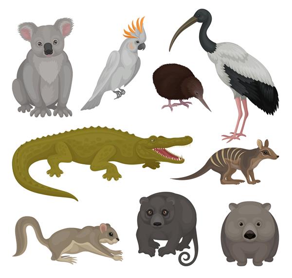 مجموعه ای از حیوانات و پرندگان وحشی استرالیایی موضوع جانوران عناصر دقیق برای پوستر باغ وحش یا کتاب کودکان