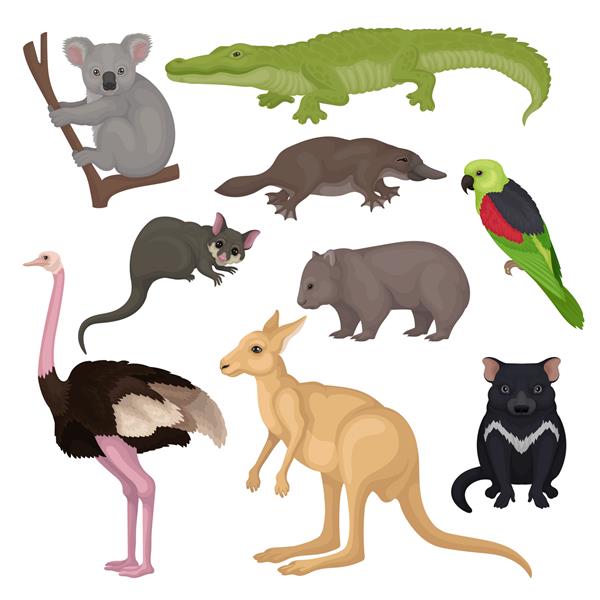 مجموعه ای از حیوانات و پرندگان استرالیایی موجودات وحشی موضوع جانوران عناصر دقیق برای کتاب یا پوستر جانورشناسی