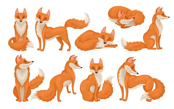 مجموعه Vectoe روباه قرمز روشن در اقدامات مختلف موجودی وحشی با دم کرکی کارتونی حیوان جنگلی